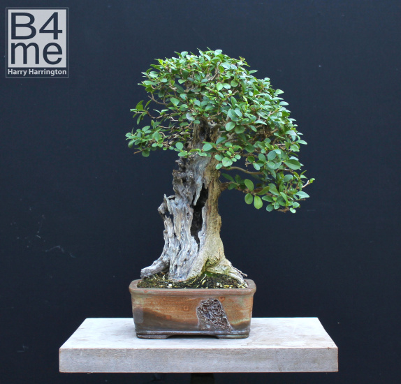 privet bonsai